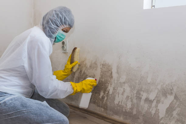 Best Water Damage & Mold Remediation  in West End Cobb Town, AL