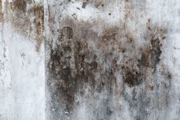 Best Attic Mold Removal  in West End Cobb Town, AL
