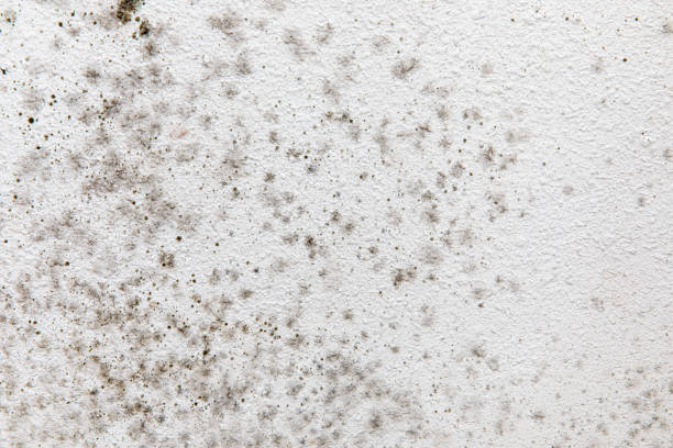 Best Mold-Related Health Consultation  in West End Cobb Town, AL