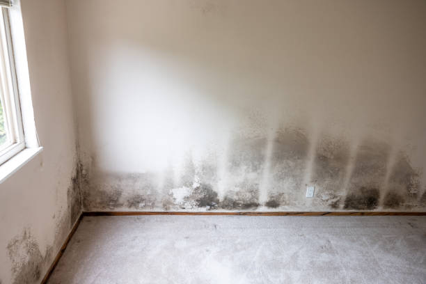Best Post-Remediation Verification Testing  in West End Cobb Town, AL