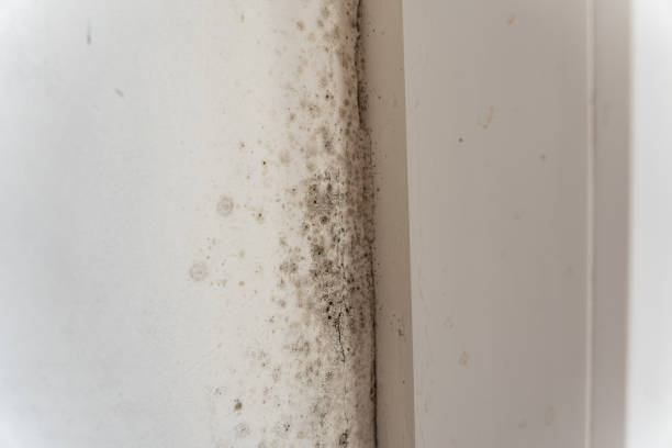 Best Mold Damage Restoration  in West End Cobb Town, AL