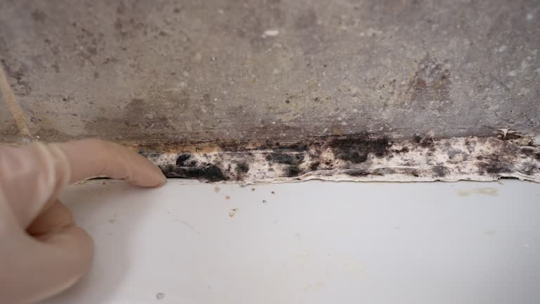 Best Mold Documentation for Insurance Claims  in West End Cobb Town, AL