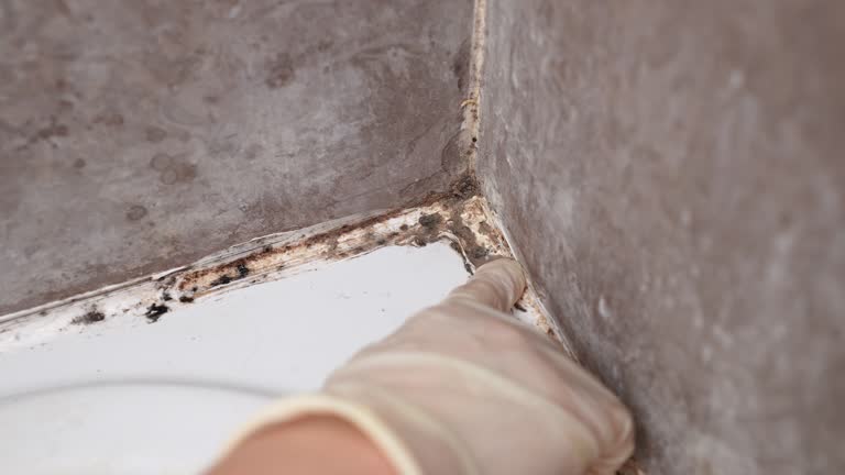 Reliable West End Cobb Town, AL Mold Removal Solutions